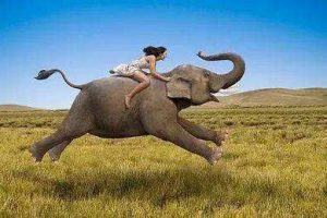 迟毓凯《象与骑象人》精读班