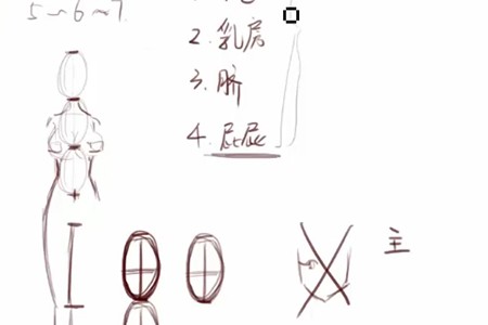 轻微课【小粉菇】人体结构与比例初级入门之动漫绘制基础课程插图2