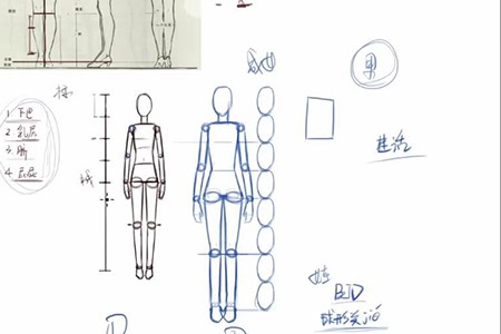 轻微课【小粉菇】人体结构与比例初级入门之动漫绘制基础课程插图3