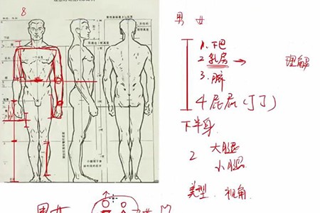 轻微课【小粉菇】人体结构与比例初级入门之动漫绘制基础课程插图4