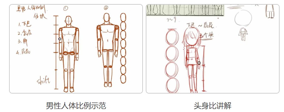 轻微课【小粉菇】人体结构与比例初级入门之动漫绘制基础课程插图5 轻微课【小粉菇】人体结构与比例初级入门之动漫绘制基础课程插图5