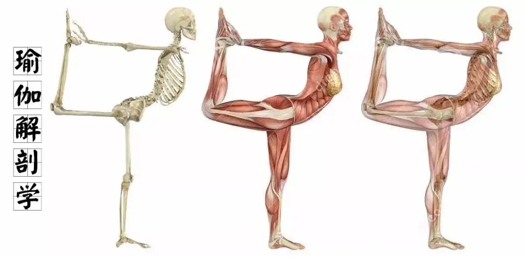 郭晓丽瑜伽解剖学训练工作坊视频课程插图