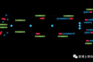 【小狗阅读】PCR技术汇总