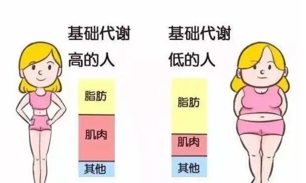 基础代谢越高,减肥速度越快，如何提高基础代谢？