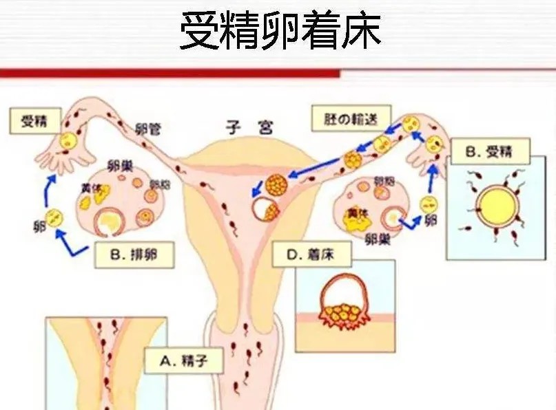 受精卵着床的时候有什么感觉？  孕吐恶心难受不想吃饭怎么办？插图