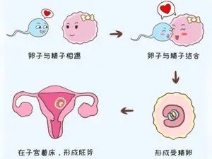 早孕试纸和验孕棒最早几天可以测出来？ 受孕的过程介绍插图1
