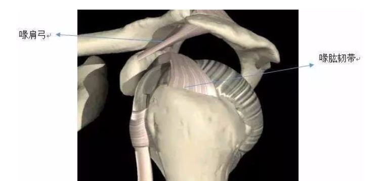 《 每天3分钟，带你学习康复师必会的37个特殊检查》精选人体评估中颈、肩、腰、膝4大重点部位插图2