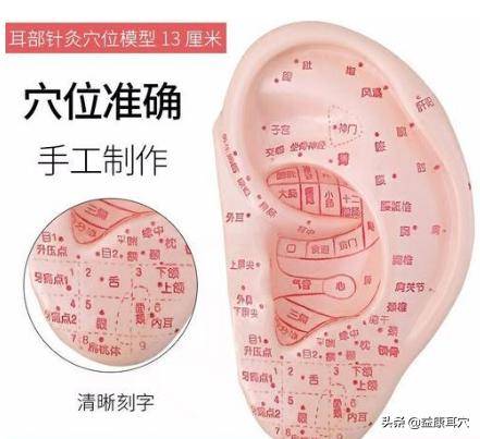 张耕田、李家琪老师耳穴疗法多套视频课程合集（带课件） 百度云下载插图