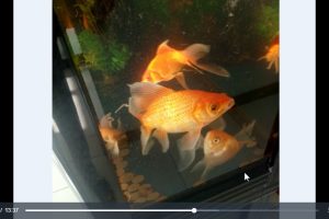 易学占卜外应预测课程（11节视频+资料素材）