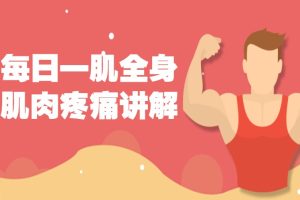 每日一肌全身肌肉疼痛讲解（100集视频）