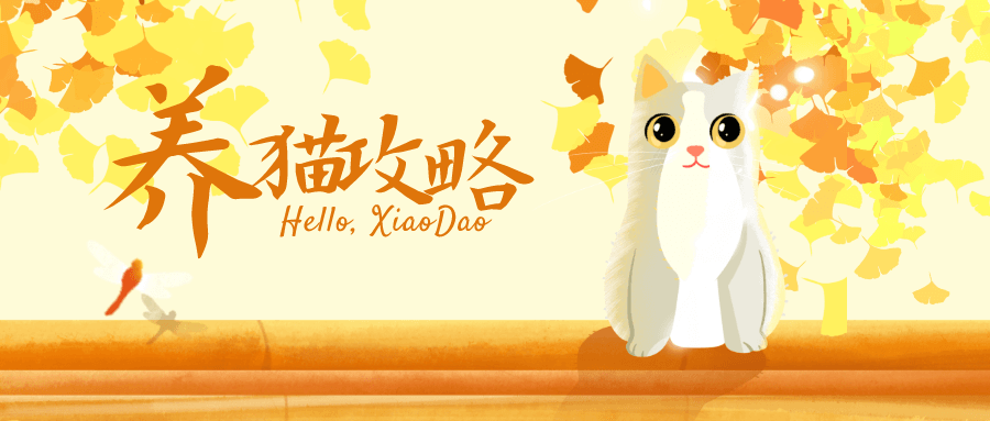 猫咪训练+新手养猫攻略大全，助你成为养猫专家