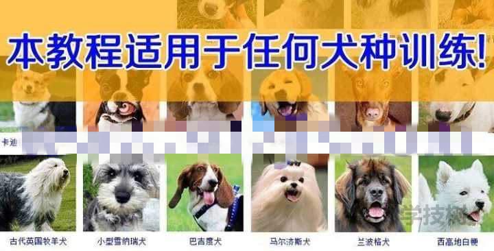 让你的狗狗听话 狗狗训练课程